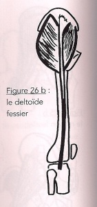 Le deltoïde fessier
