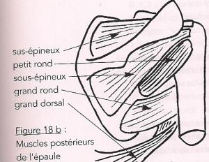 Muscles Postérieurs De L'épaule